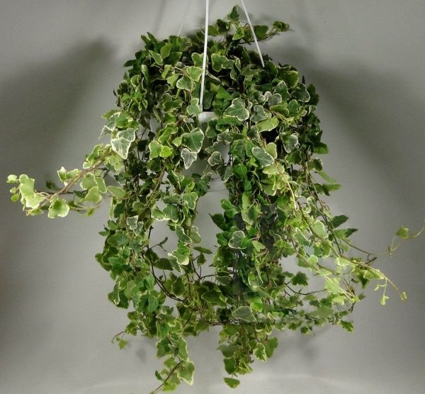 Растение Подвеска Хедера Вандер 19/60