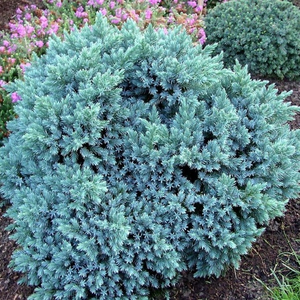 Растение Можжевельник чешуйчатый / Juniperus squamata Blue Star, C20 Ра 60-80