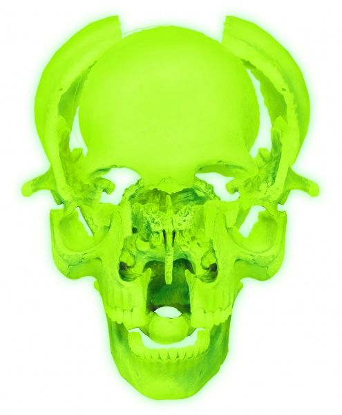 Об’ємна анатомічна модель 4D Master Череп людини що світиться FM-626113