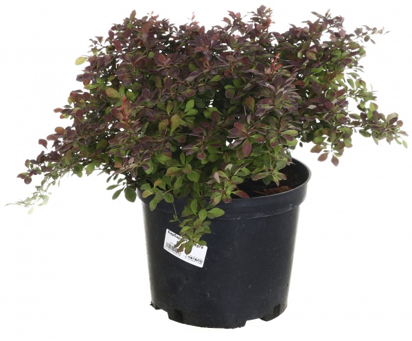 Растение Барбарис Тунберга Fire Ball (V21-S23 15-20 С5)