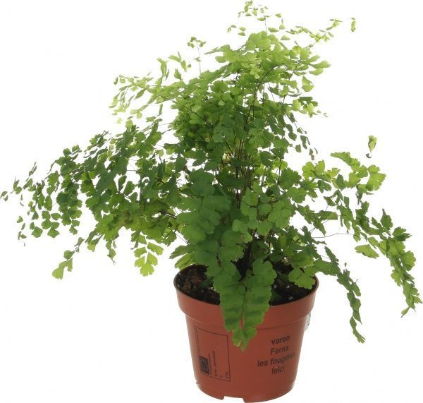 Растение комнатное Адиантум 12x35 см