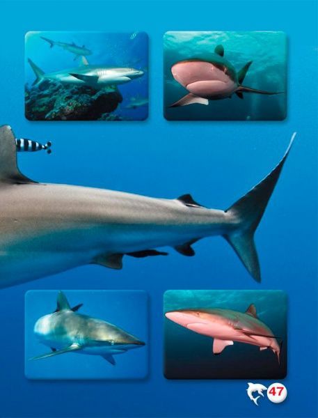 Книга Тамара Протасовицька «Світ навколо нас. Акули» 978-966-936-914-7