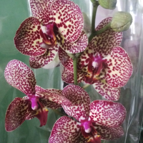 Рослина Фаленопсис мікс 3 стовбури, 12/50-60