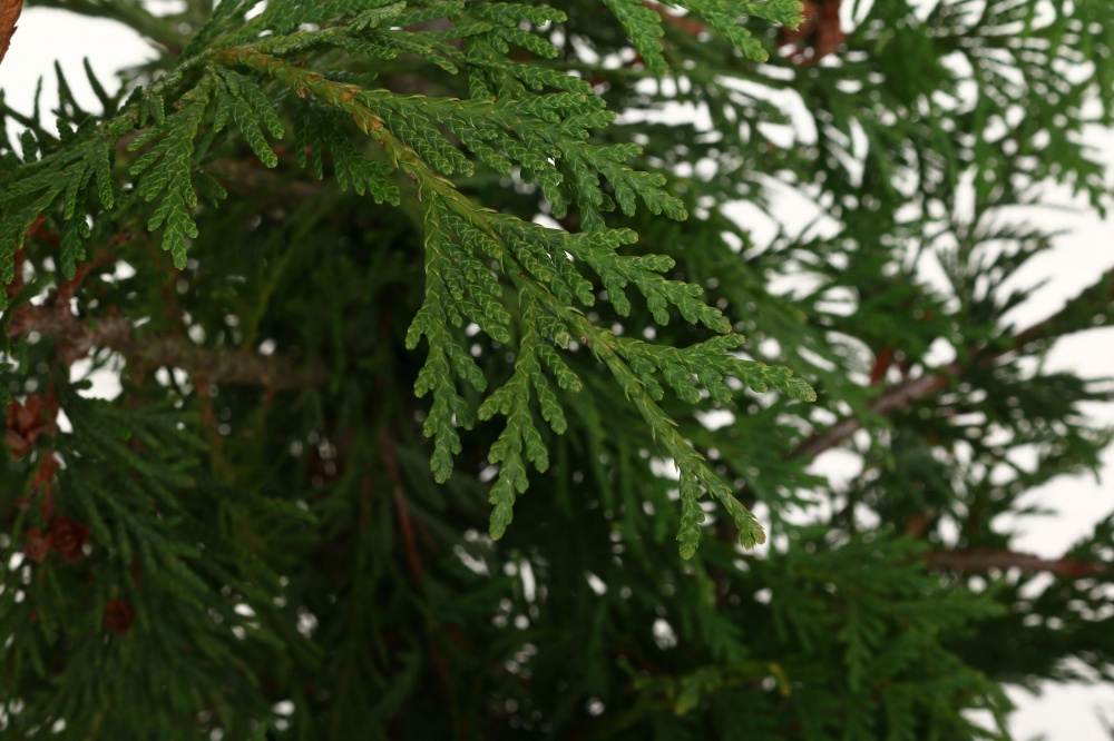 Саженец Гигантская Thuja standishii x plicata (для живых изгородей) 25L H130-160 см