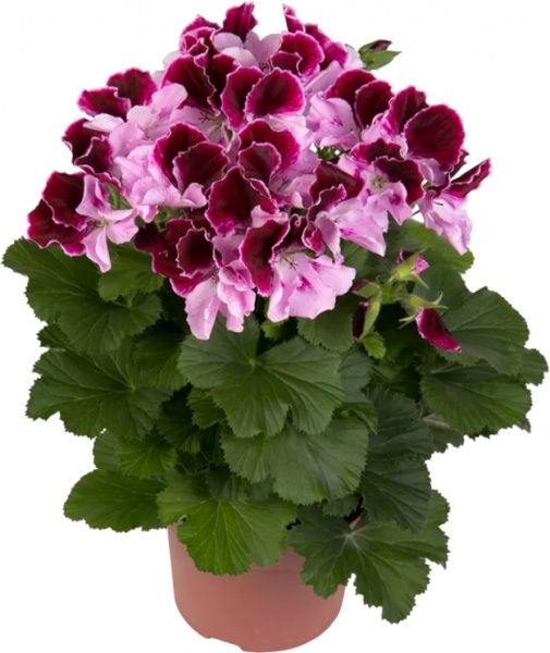 Растение комнатное Пеларгония d11
