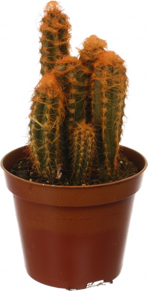 Растение Кактус разноцветный 8/10