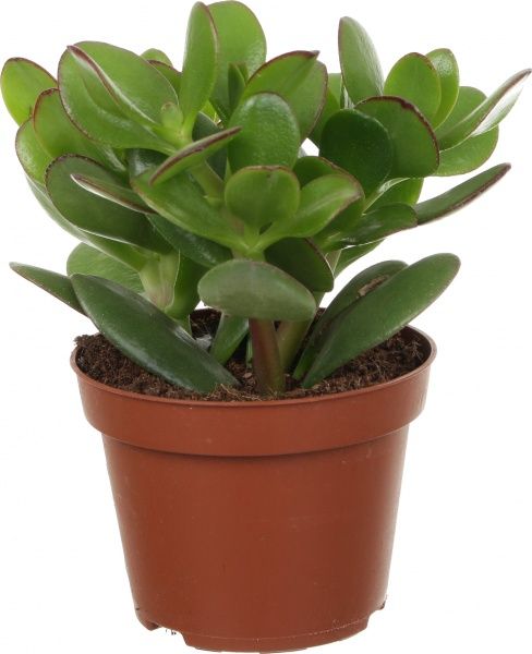 Растение комнатное Крассула Ovata 12х20 см