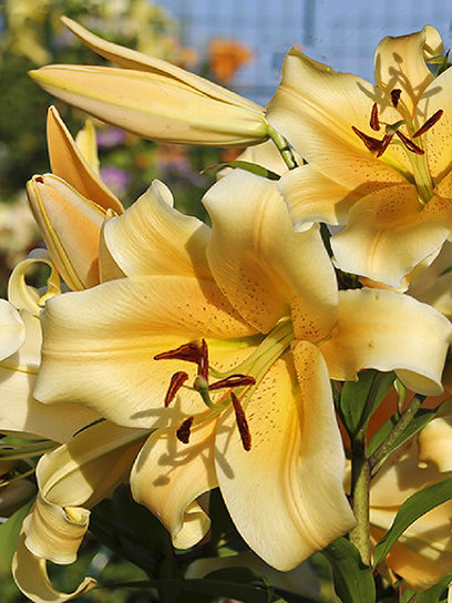 Цибулина VWS EXPORT – IMPORT OF FLOWERBULBS B.V. лілії ОТ Шайн Он 1 шт.