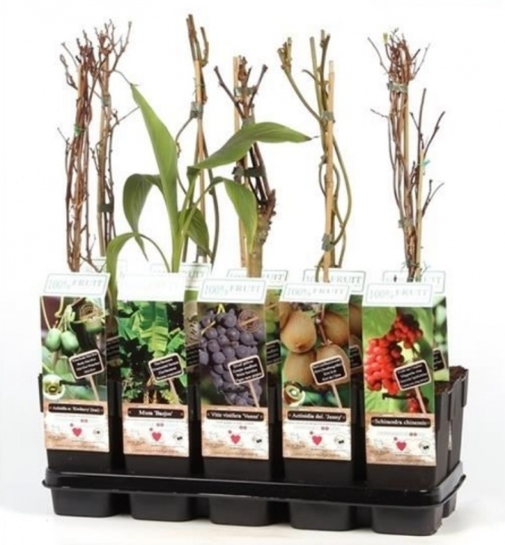 Саженец Фруктовый микс эксклюзив d15/h50