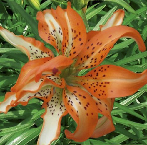 Луковица Яскрава Лилия азиатская двойная Must see 1 шт.