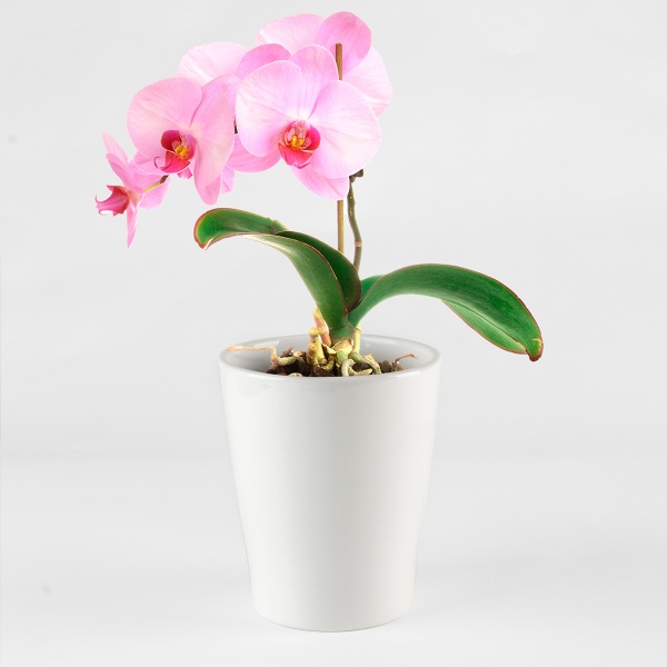 Горщик керамічний круглий 1,6 л білий (DH-FLOWERS-29 WHITE) 