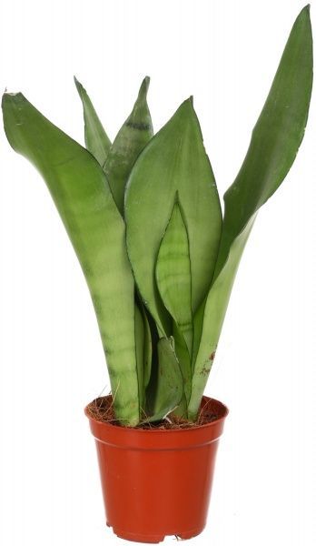 Растение Сансеверія Moonshine 12x40 см