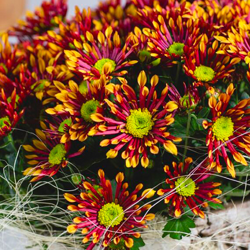 Рослина Хризантема d12/h20-25 ромашка Splash Energy мікс