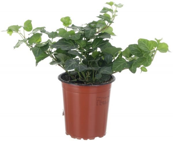 Растение комнатное Плющ 12x55 см