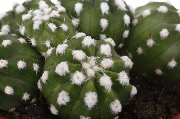 Рослина Кактус мікс d12/h15