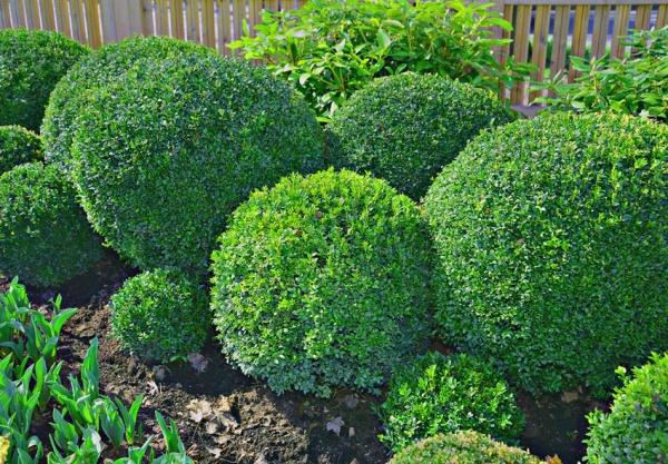 Растение Самшит упаковка 6шт 30см.