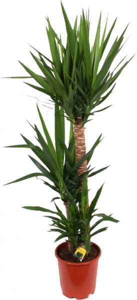 Растение комнатное Юкка 17/85 2