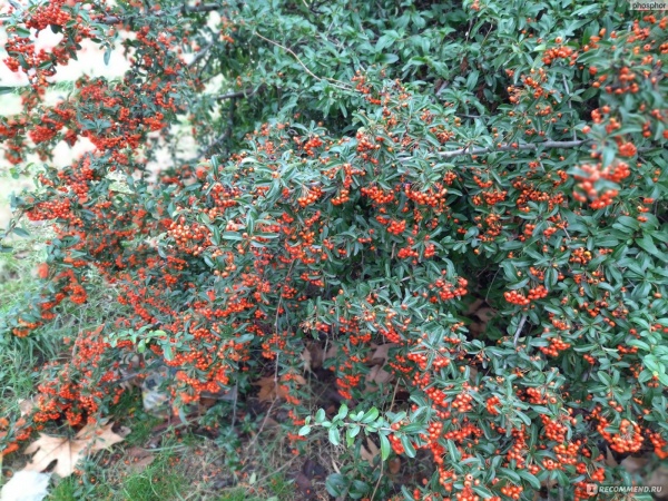 Растение Пираканта (рябина) 14*50 микс