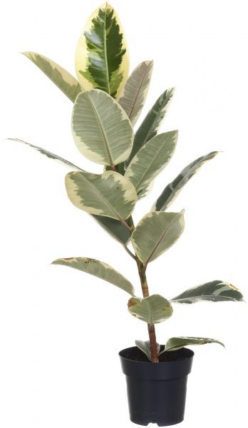 Рослина кімнатна Фікус Еластіка мікс 17х60