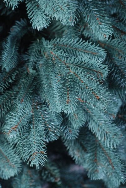 Елка искусственная Зоряна голубая 2.8 м литая зеленый 