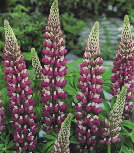 Корневище Яскрава Люпин The Chatelaine 1 шт. 