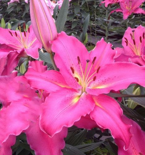 Луковица Яскрава Лилия OT гибрид Giordana 1 шт. 