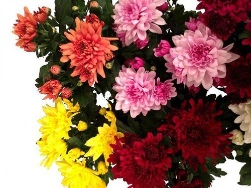 Растение Хризантема карнавал 12х25 см