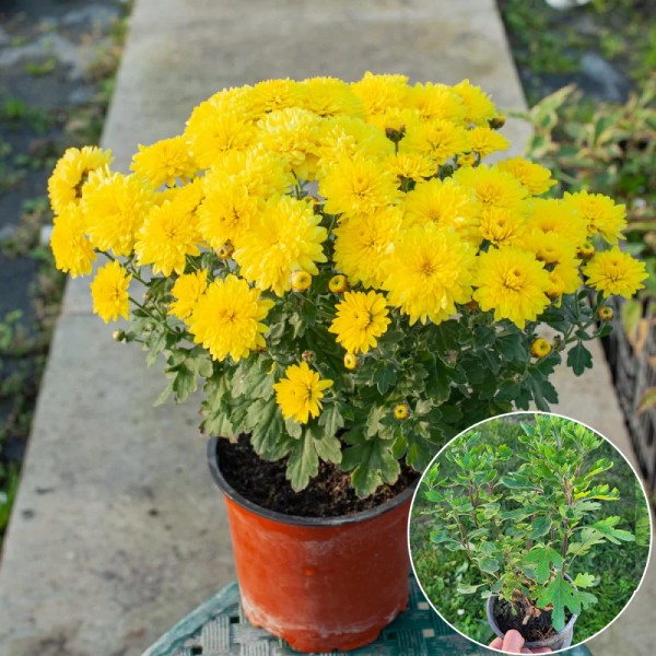 Растение Хризантема d19