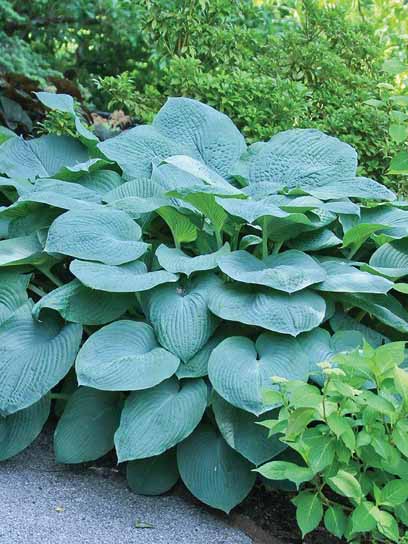 Корневище хосты Брессингем Блу XL 1 шт. 