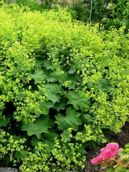 Корневище манжетки Молис Робустика 1 шт. 