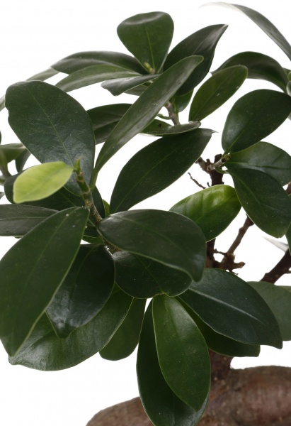 Растение Фикус-бонсай микрокарпа Жинсинг 17/45