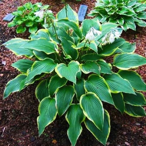 Растение Хоста Yellow River С3