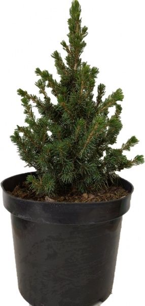 Саженец MegaPlant Ель сизая Conica С3