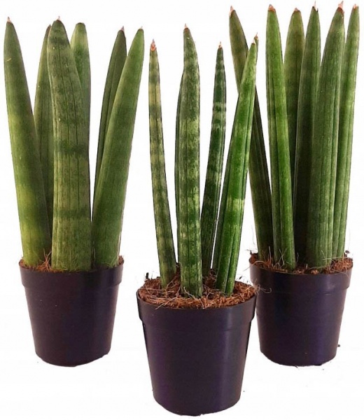 Растение Сансивьерия Цилиндрика Стрейт 9/25