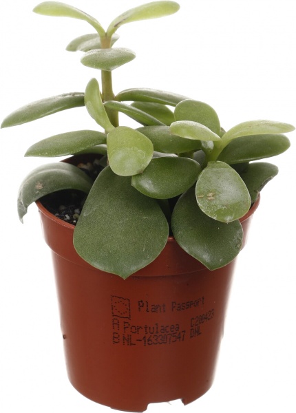 Рослина кімнатна Сукулент 5х8 см