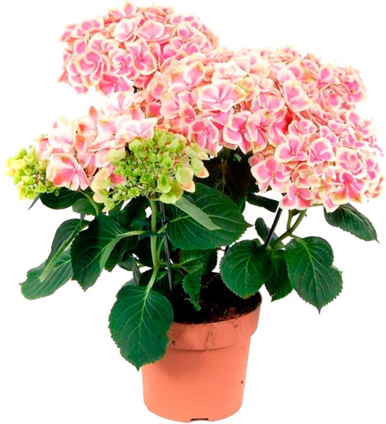 Растение комнатное Гидрангия 10,5х22 см