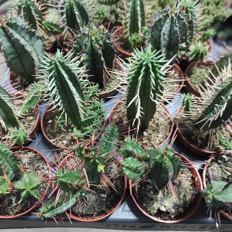 Рослина Кактус 5х8 Euphorbia мікс — фото 1