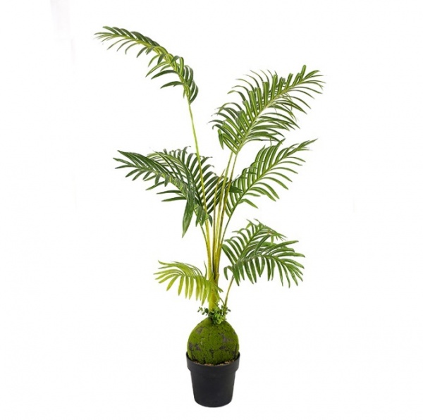  Areca Palm (DW-31) Engard