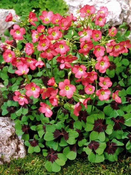 Клубнелуковица кислицы Айрон Кросс 15 шт. 