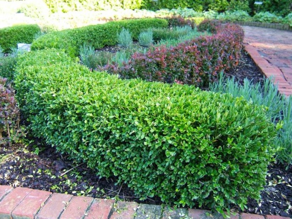 Растение Самшит d11/h40