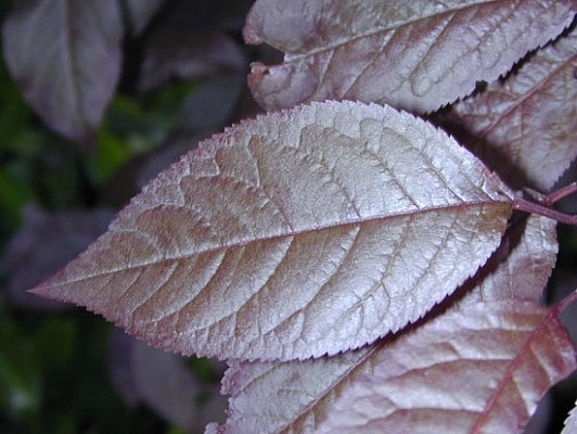Растение Слива расцепиренная / Prunus cerasifera Pissardii, С20 Ра