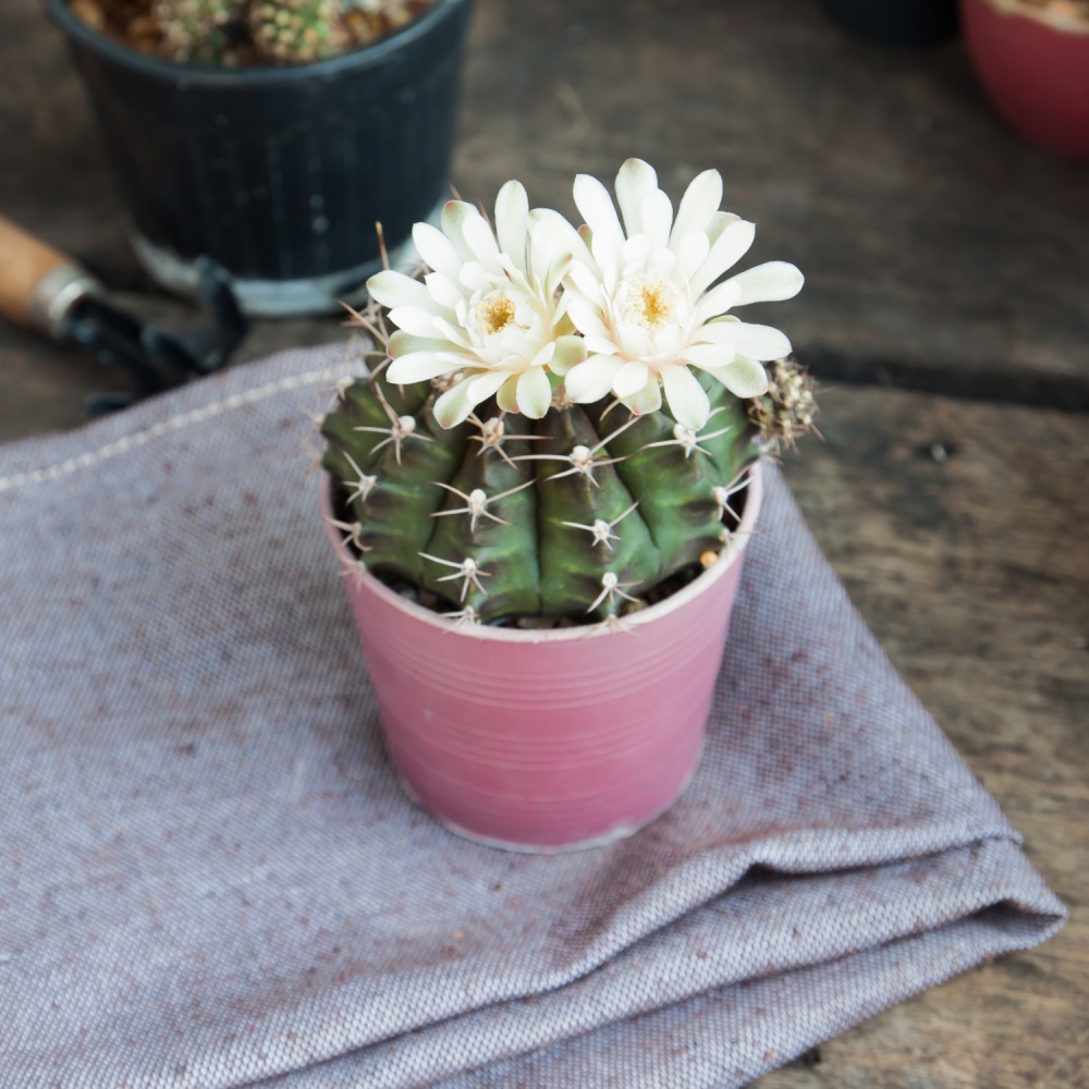 Субстрат Biovita для какутсов 5 л