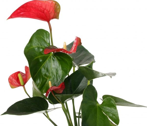 Растение Антуриум красный 12х40 см