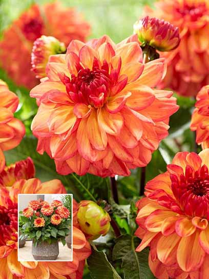 Корнеклубень георгины декоративной Свитч 1 шт. 