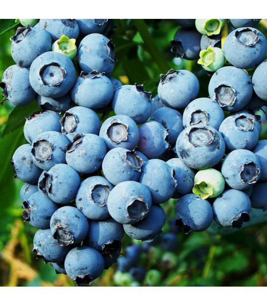 Растение Голубика С3, С5