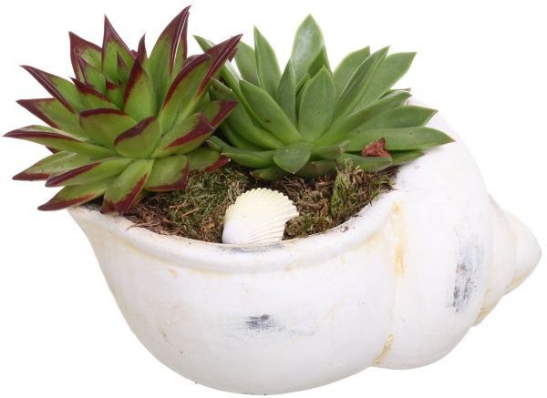 Композиция Суккулент в раковине 20/22