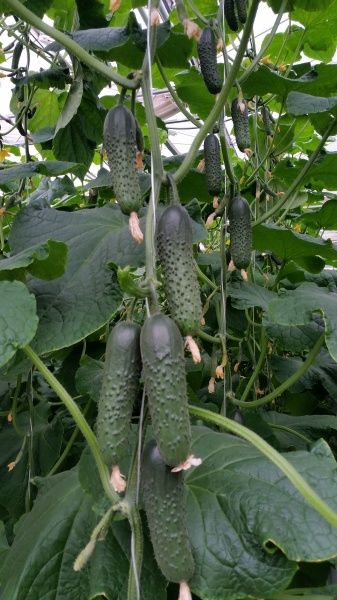 Насіння Професійне насіння огірок Спіно F1 10 шт. (4820176693778)