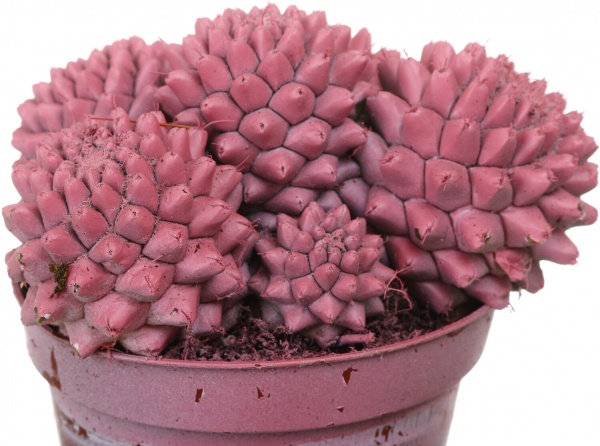 Растение Кактус разноцветный 8/10