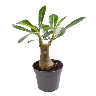 Растение Адениум 06х14 Obesum