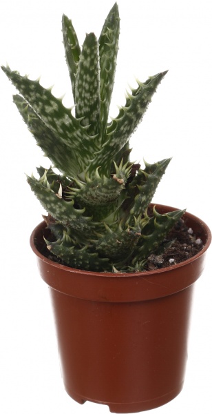 Рослина кімнатна Хавортія мікс 6х10 см